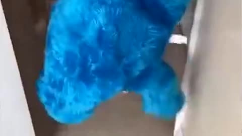 The Top VIRAL Funny Dog Videos - Very Funny Dog Videos