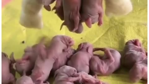 mother rabbit