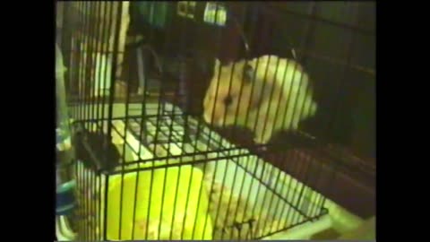 2003 - Hamsters no começo do Ano Novo - VHS
