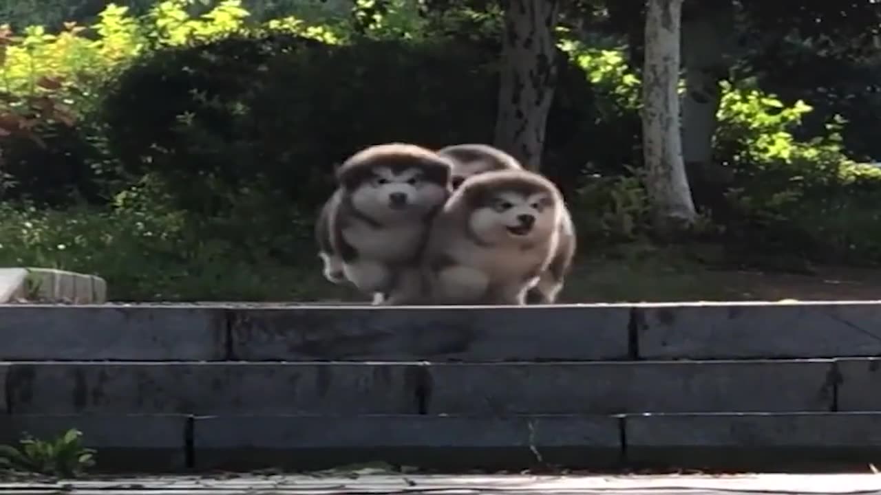 This is the right way for a cat to walk