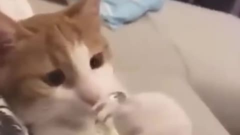 Funny cat pet