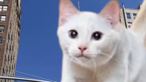 Airplane Cat :)