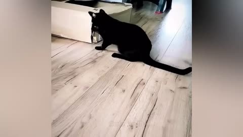 Funny and Hilarious Video