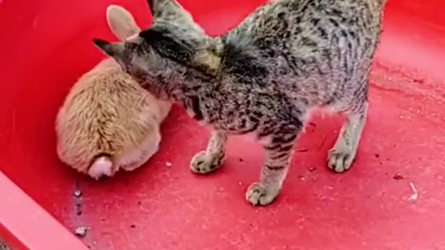 Don’t mess with the rabbit