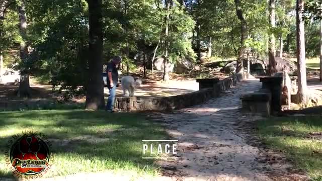 11 month old pyredoodle teddy before/after video Georgia Dog trainers