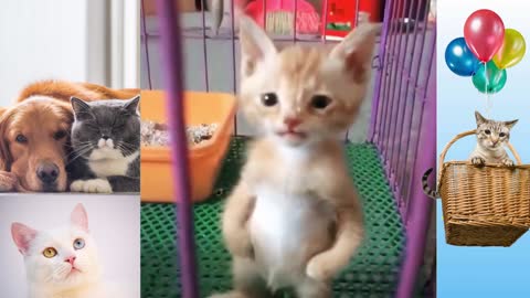 Cute Cats and Funny Dogs Videos 2021😍