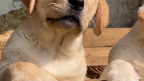 Cute Dogs