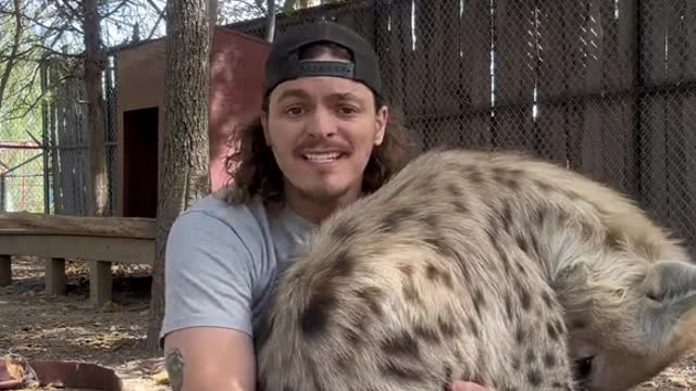 They are definitely bigger than lion king made you think. What else would y’all like to know.