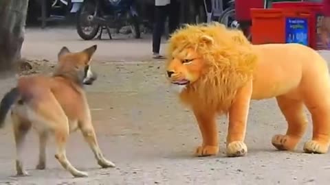 Troll Prank Dog Funny & fake Lion and Fake Tiger Prank To dog & Huge Box Prank to dog