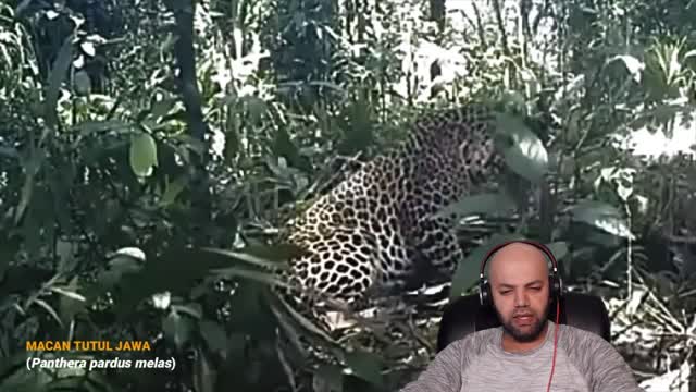 INDONESIA Forest Cam - Penampakan Satwa Liar di Hutan Indonesia | MR Halal Reaction