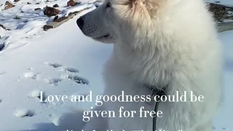 Another day of confession Samoyed jam