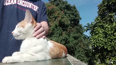 Cat ASMR Massage