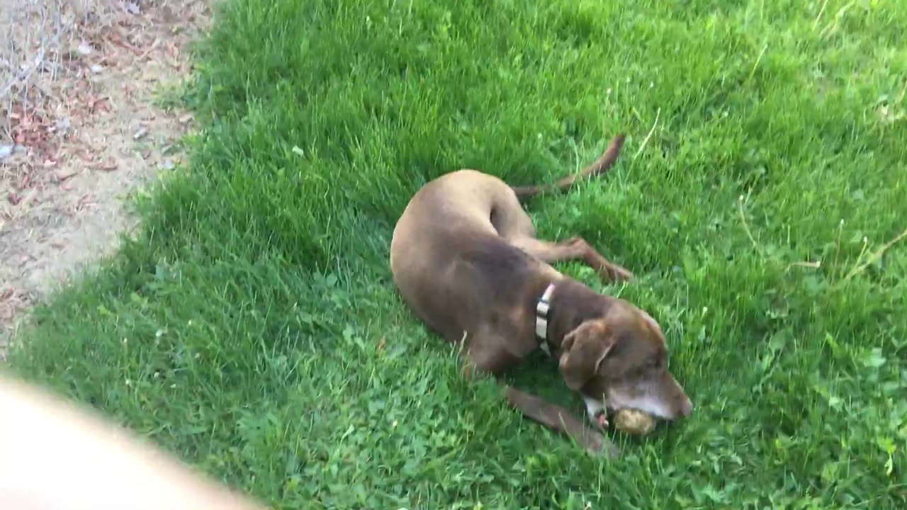 KingCobraJFS Jun 1, 2017 "Playing with my family dogs"