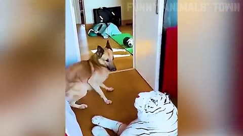 Animals funny video 2024