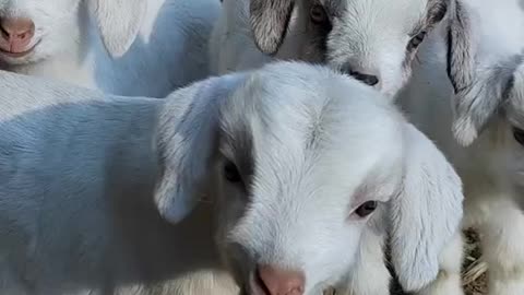 Cute Goat Babies