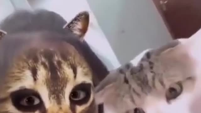 Funny cat video