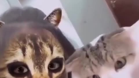 Funny cat video