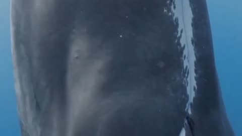 #whale