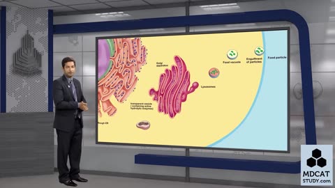 LEC#8 LYSOSOMES