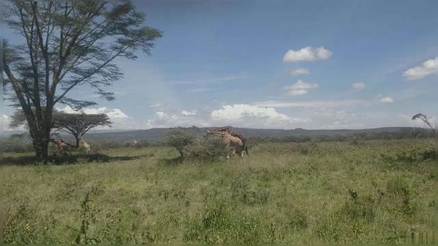 Wildlife Giraffe Safari Giraffes In The Wild