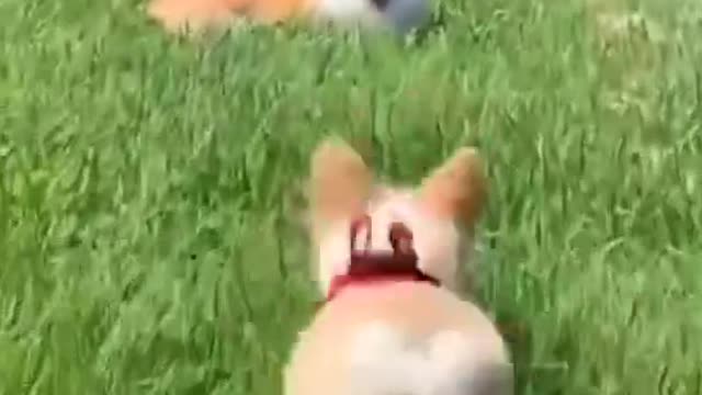 Cuuute Corgis#puppy #pet #dog