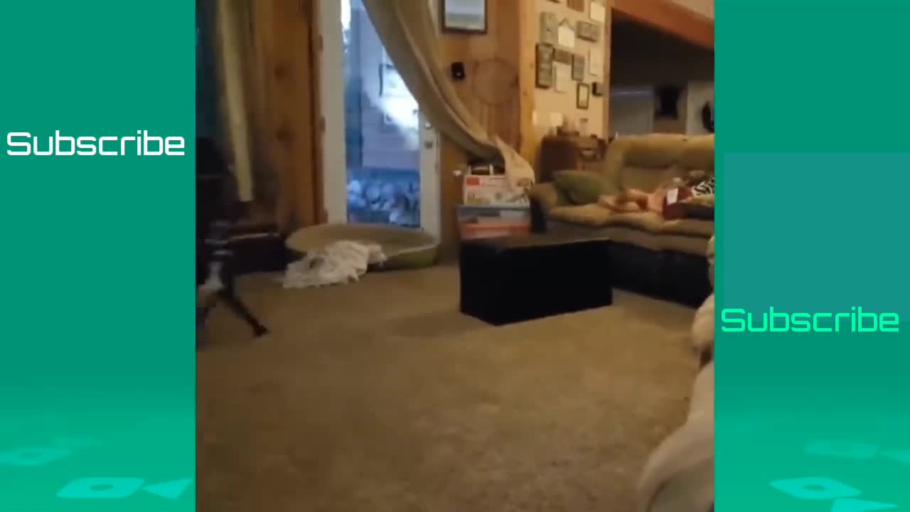 A cool 😎 pet
