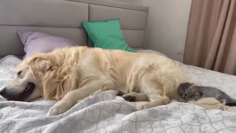 Kitten uses the tail of a Golden Retriever as a Toy