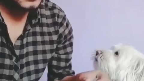 A cute dog helps its owner count the money How cute and lovely a dog is