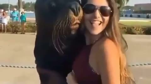 Funny sea lion