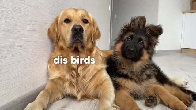 Dog Reviews Sounds with German Shepherd Puppy _