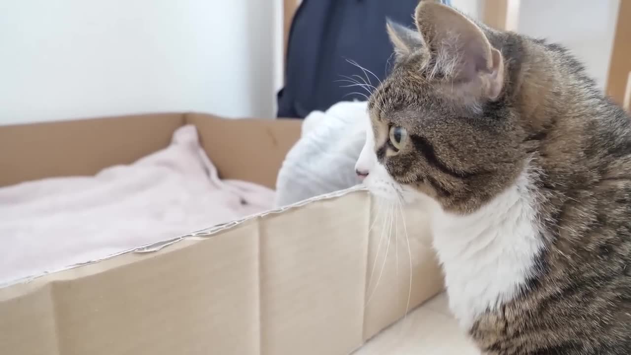 Looking back to daddy cat Coco who is actually very kind
