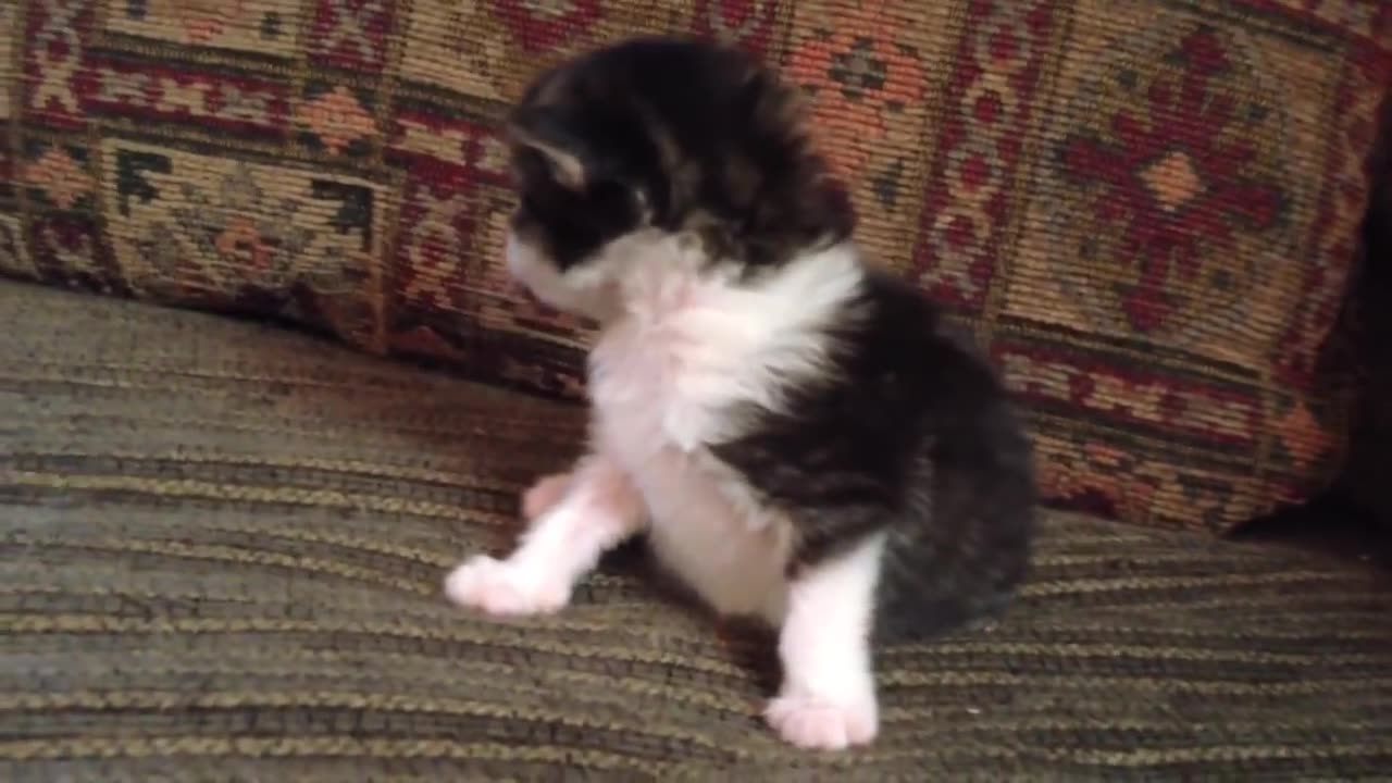 Two-week Old kitten lets out a Roar