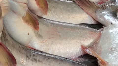 Pangas Fish Super Video In Fish Market#shorts