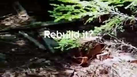 Old car in the Bush - Off grid area in South BC Canada