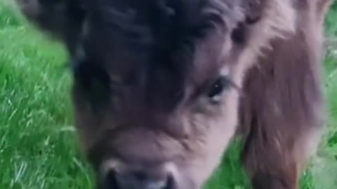 Highland Cow