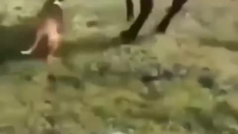Funny animal videos I sincerely hope you enjoy it;
