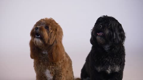Two puppies side by side , Funny dogs