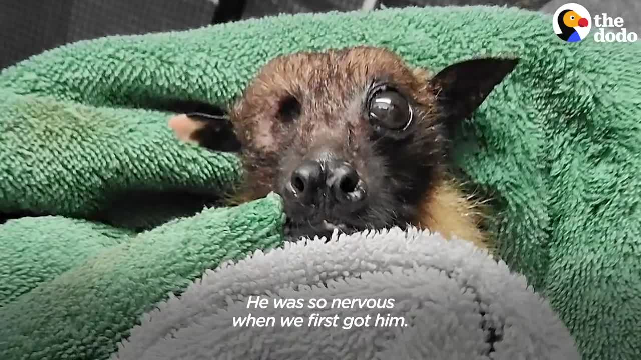 33-Year-Old Bat Loves to Curl Around His Caregiver's Arm and Fall Asleep The Dodo