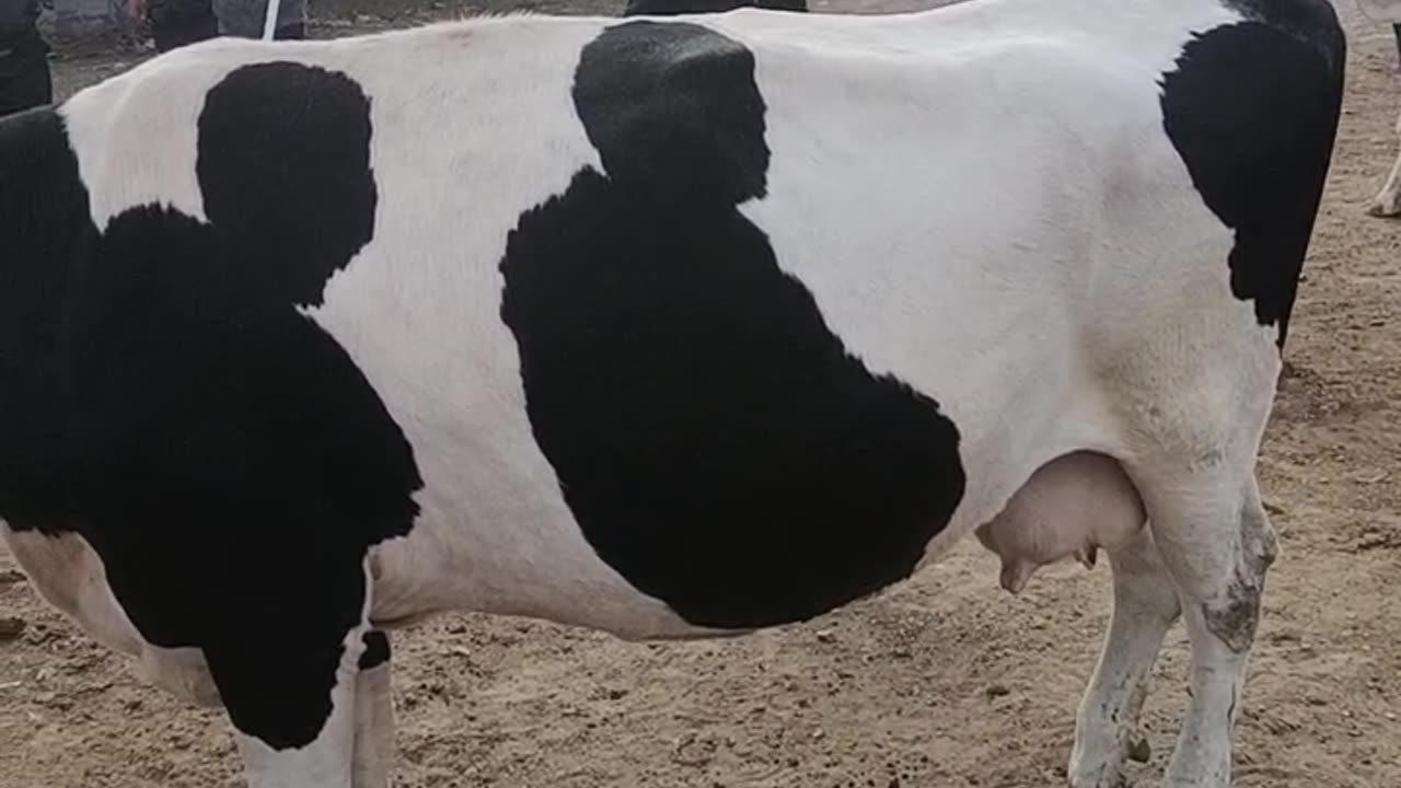 Man images Found on Buffelo.Watch Till End.