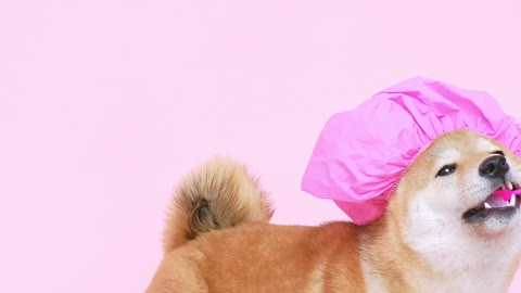 Funny dog