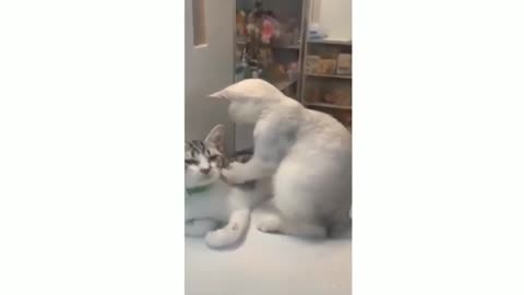 Cute Cats - Funny Cats | Cat Videos || Cat Dance || cat Drama