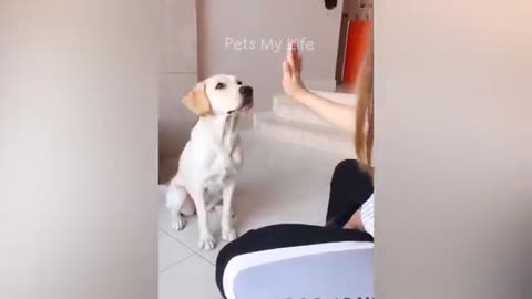 Funny animals videos