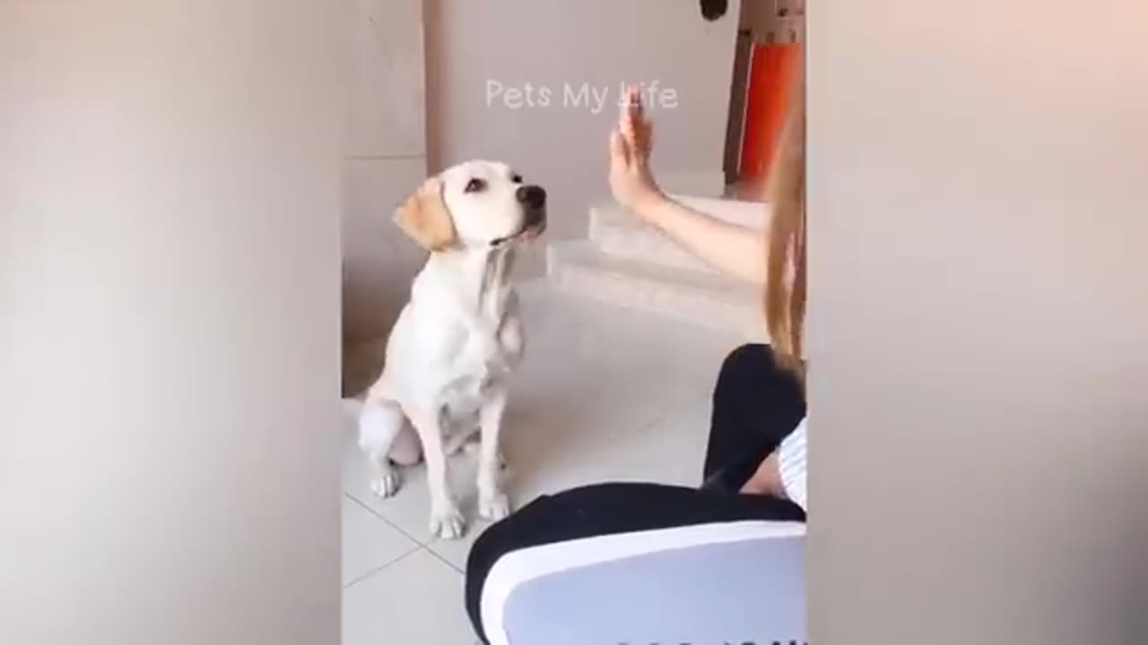 Funny animals videos