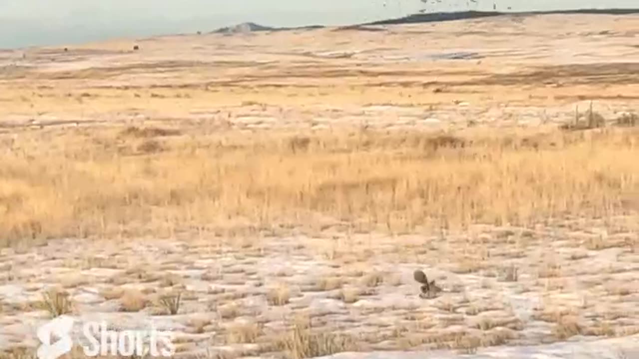 Colorado Pheasant Hunt 5E24