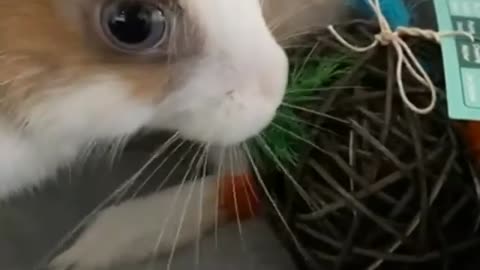 cutest bunny is playing#trending #new rabbits status# man mast magan 😍