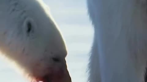 Polar bears