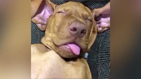 Funny Cat Reaction Video Try Not To Laugh🤣 Super Dig