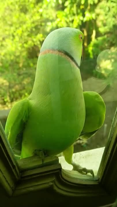 0.A Green Parrot Perched On A Glass Window Ledge