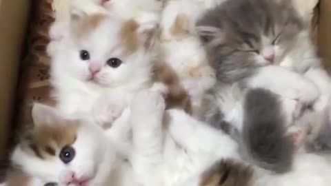 The little cat is so cute. Two triangular ears stand on the round head