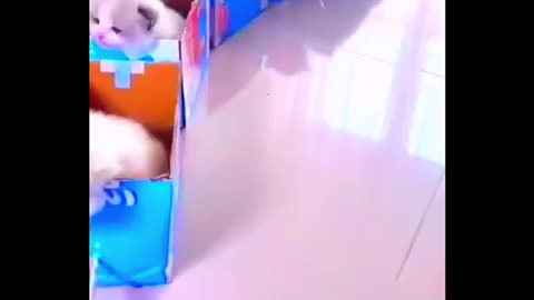 🐈🐕🐈‍⬛🐱tran 🚥🚂